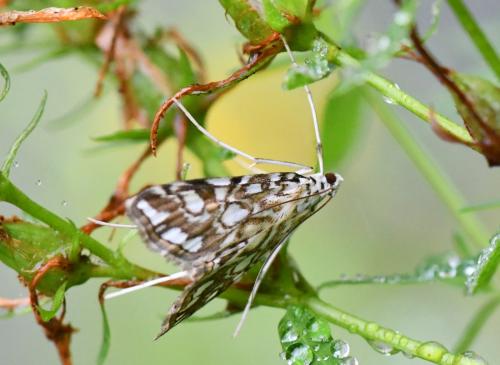 Réf. 288 558 : Elophila nymphaeata